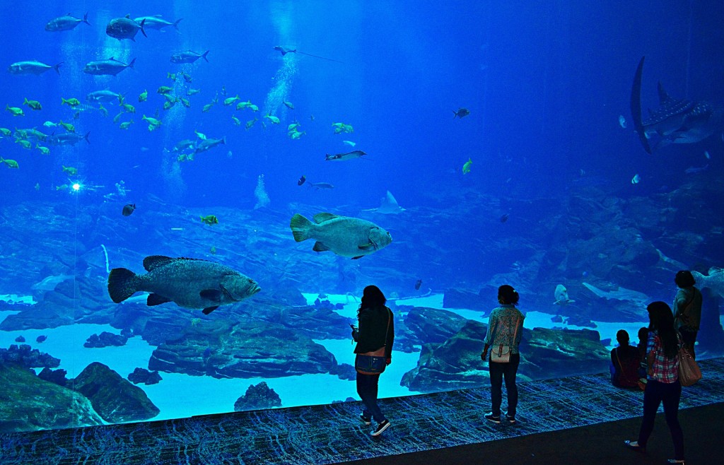 Get a front row seat of the ocean's creatures at the Georgia Aquarium. 